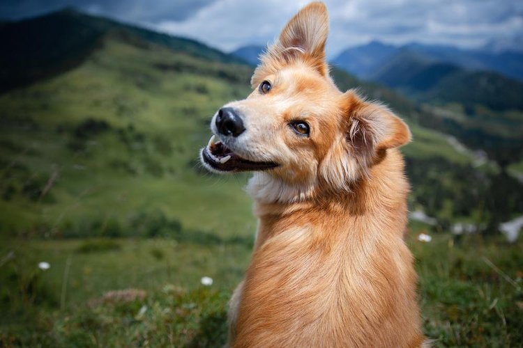 Os cachorrinhos também choram de felicidade