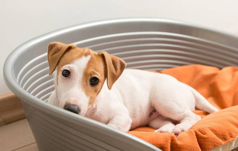 Essa é uma condição que pode afetar todas as raças de cães.