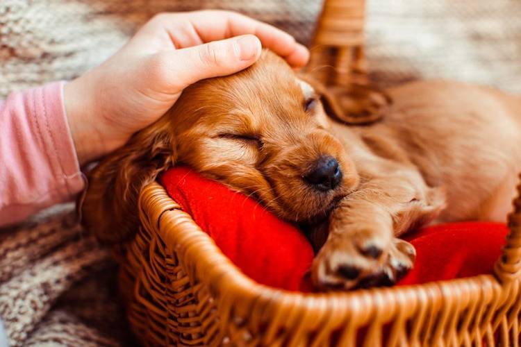 Atitudes simples podem ajudar o cão a tratar e prevenir a condição.