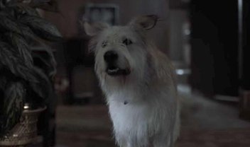 Stranger Things: o que aconteceu com o cachorro da família Byers?