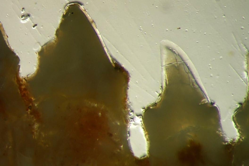 Foto microscópica da dentição do Brasilodon, mais baixo e escuro à esquerda e um dente permanente alto e translúcido à direita. (Fonte: Cabreira et al./Divulgação.)