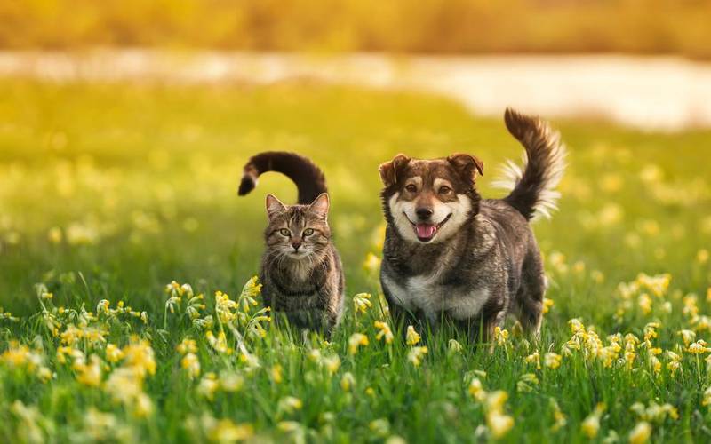 Primavera: inimiga número um dos alérgicos (Fonte: Shutterstock)