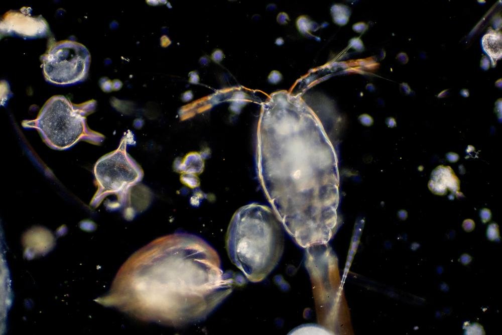Bob Esponja: ¿qué animal de la vida real es Plankton?