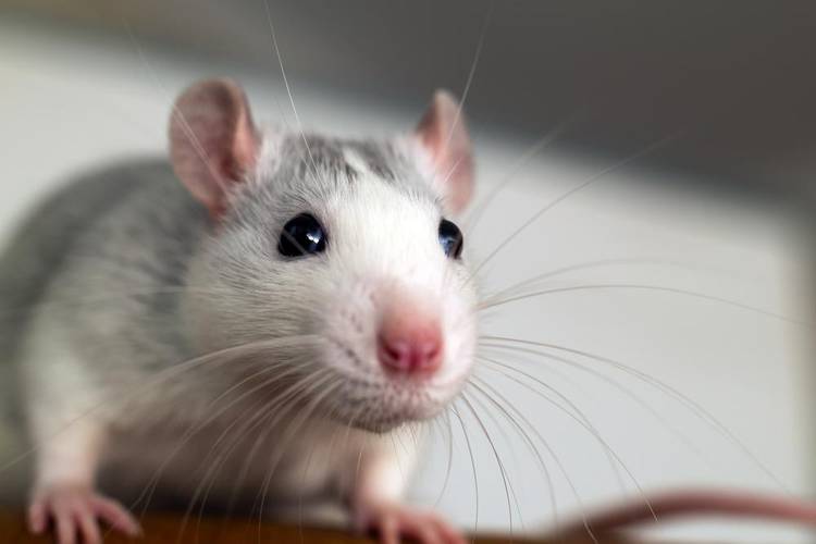 Estudo foi feito com ratos em laboratório