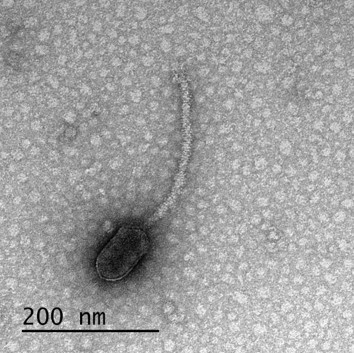 Bacteriófago do estudo na célula hospedeira.