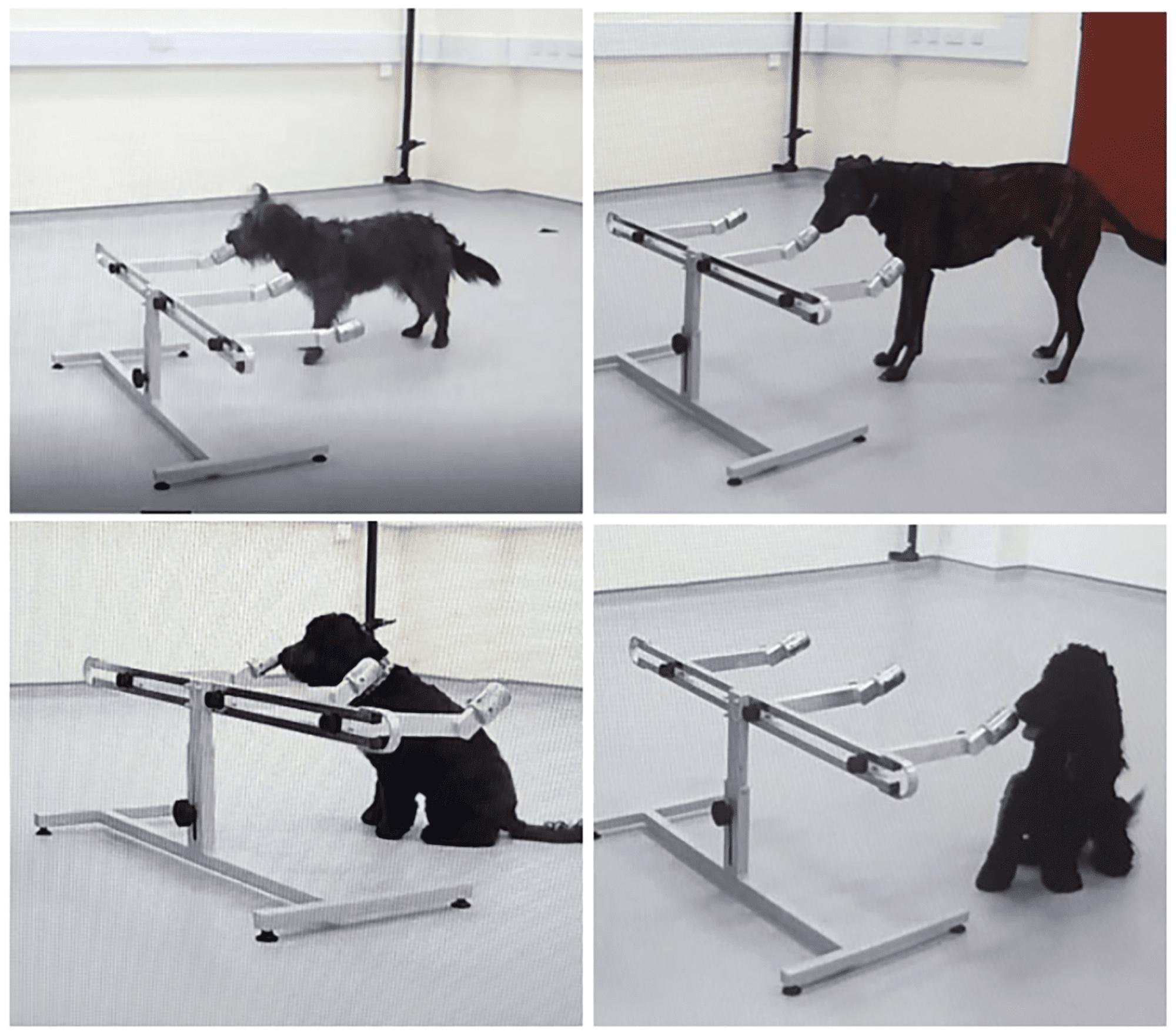 Na foto, os quatro cães participantes da pesquisa, e o aparato com as amostras.