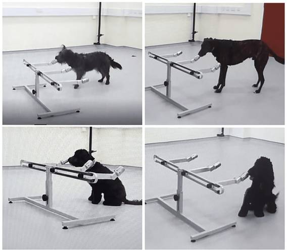 Na foto, os quatro cães participantes da pesquisa, e o aparato com as amostras.