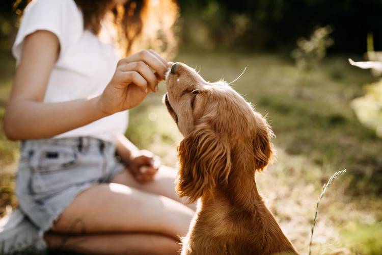 Através de amostras de respiração e suor, os animais foram capazes de identificar quem estava em situação de estresse.