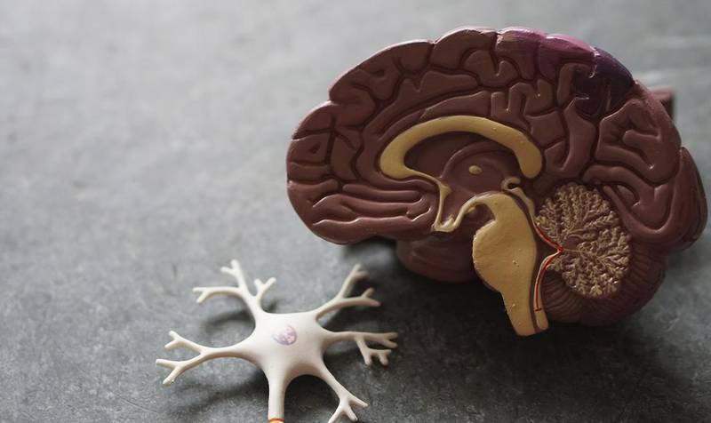 Infelizmente, a meningite tem uma alta taxa de mortalidade, além de sequelas, como perda de movimentos, surdez, entre outros problemas.