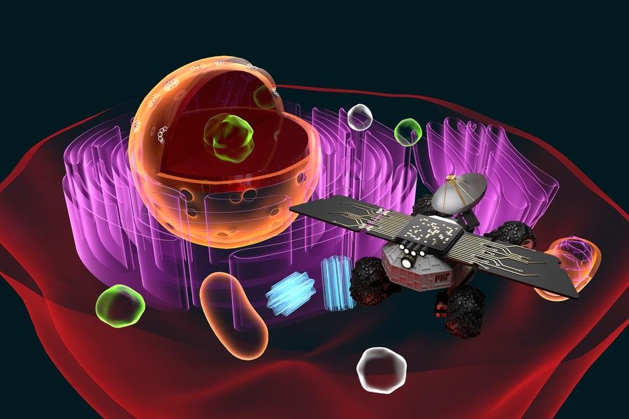 O Cell Rover utiliza tecnologia wireless e foi testado em células oócitas (óvulos) de rãs xenopus. Imagem artística.