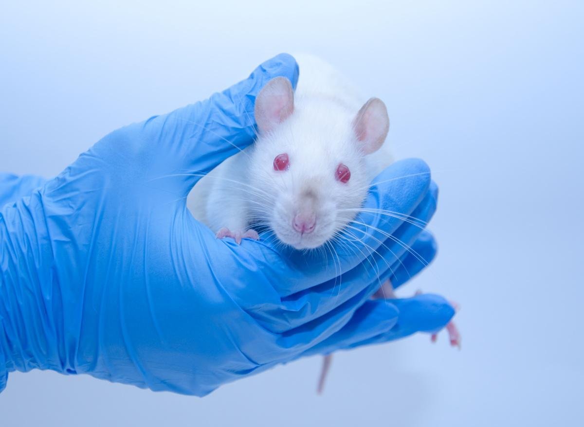 O estudo foi feito com ratos em laboratório