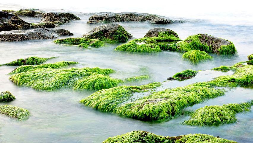 Fazenda de algas marinhas – Aliadas contra mudanças climáticas - ALGASTECH