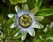 Passiflora: o que é, para que serve e quais o benefícios