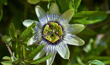 Passiflora: o que é, para que serve e quais o benefícios