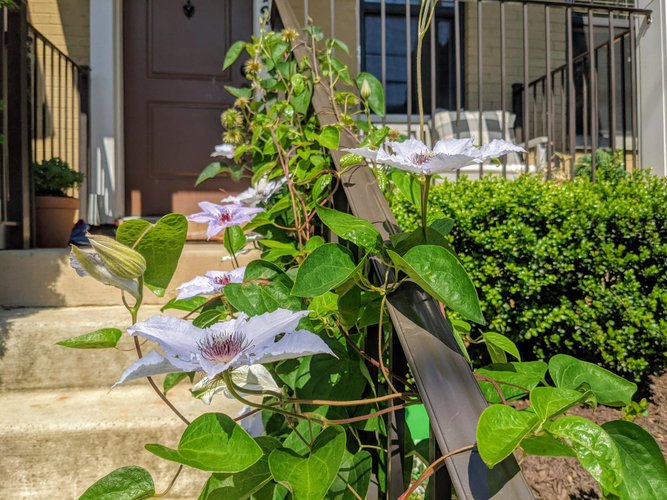 Passiflora pode ser cultivada no jardim de casa (Fonte: Unplash/Gordon Chaffin)