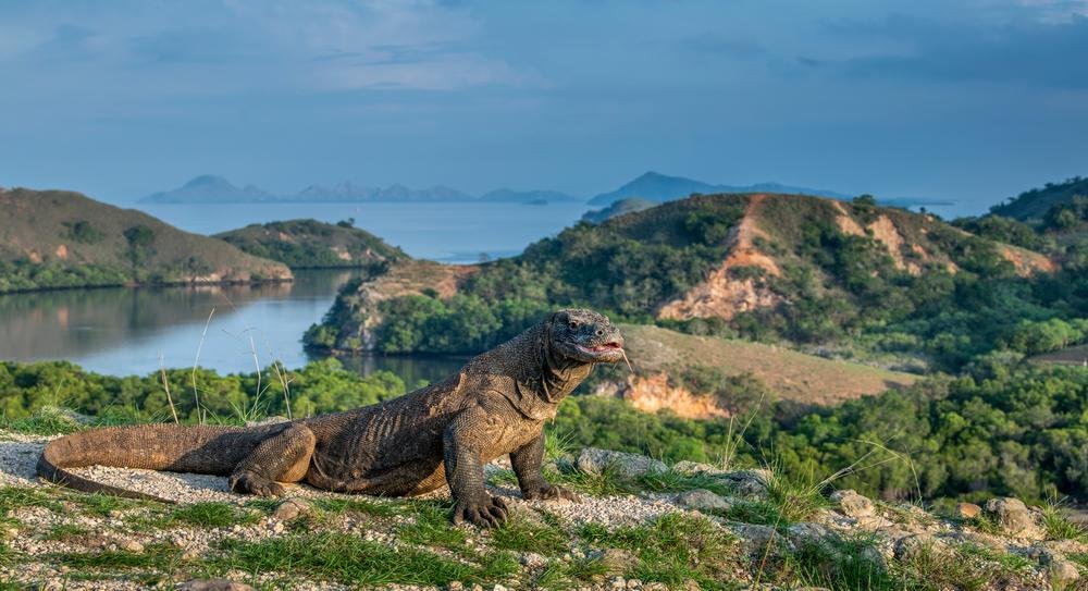 O dragão-de-komodo é encontrado em ilhas da Ásia (Fonte: Shutterstock)