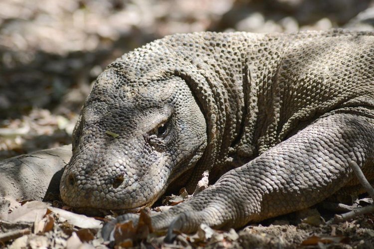 Sua mordida não é forte, mas o dragão-de-komodo tem dentes capazes de rasgar a carne de outros animais (Fonte: Shutterstock)