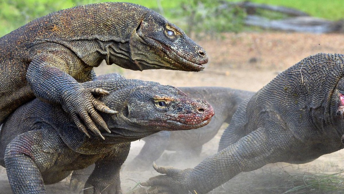 Você conhece esses animais recordistas?