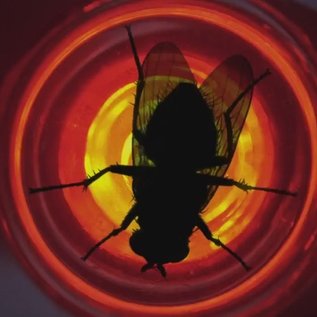 Imagem de Breaking Bad: qual é o significado do episódio da mosca? (análise)