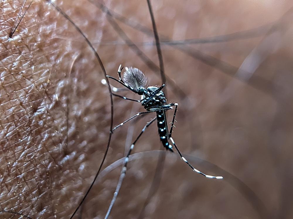 A dengue é causada por um vírus transmitido pela picada da fêmea do mosquito Aedes aegypti