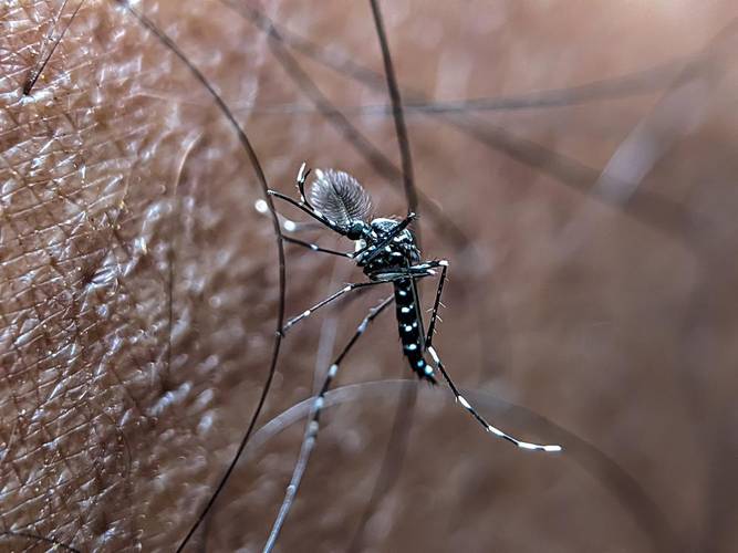 A dengue é causada por um vírus transmitido pela picada da fêmea do mosquito Aedes aegypti
