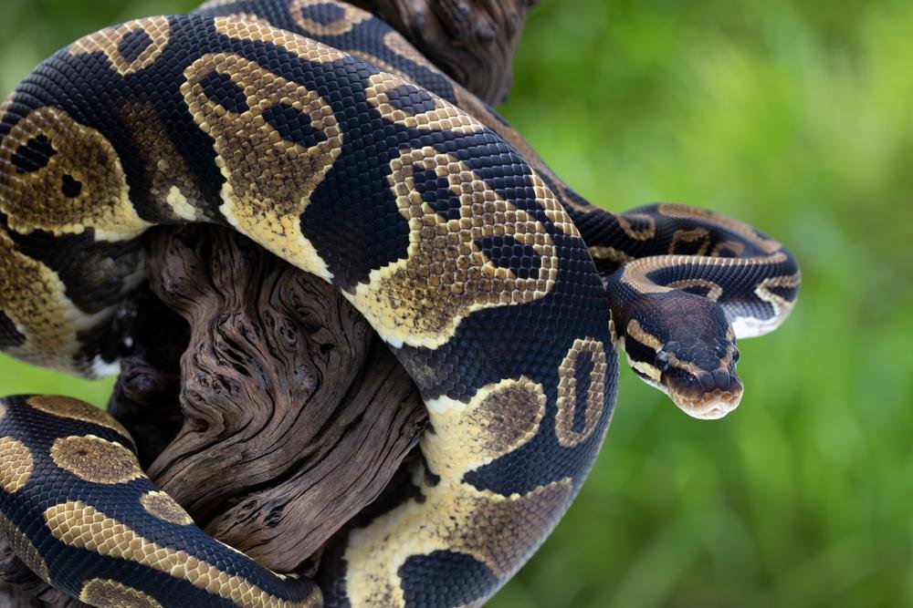 As pítons são cobras que comem suas vítimas inteiras, pois suas mandíbulas podem se expandir para conseguir se alimentar.