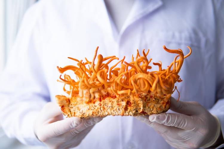 Foto de um Cordyceps cultivado em arroz; no estudo, o número de cogumelos foi muito maior quando o cultivo foi realizado em insetos, cerca de 100 vezes mais que o cultivo em arroz integral.
