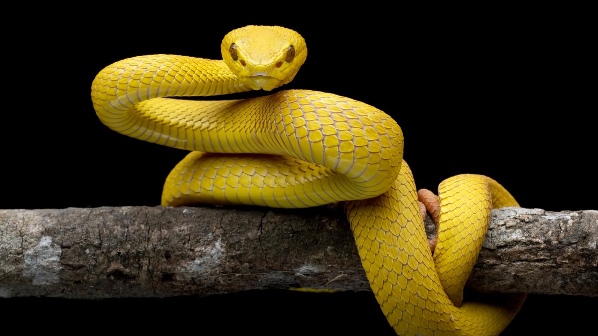 O homem que recebeu picadas de 200 cobras em nome da ciência - BBC News  Brasil