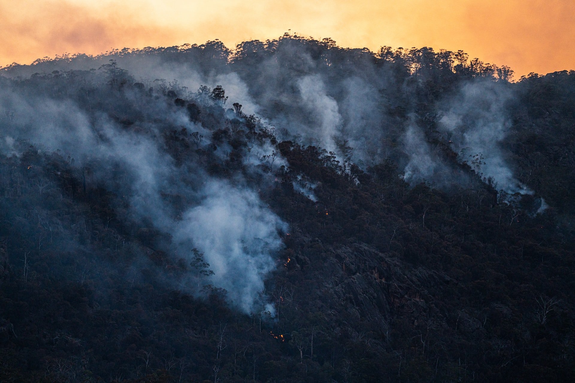 Ser humano é o principal agente causador de incêndios florestais (Fonte: Unplash/Matt Palmer)
