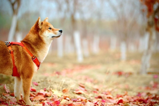 O cão da raça Shiba Inu é o mascote da DOGE.