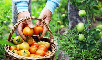 Tomates podem contribuir para a saúde intestinal, diz estudo