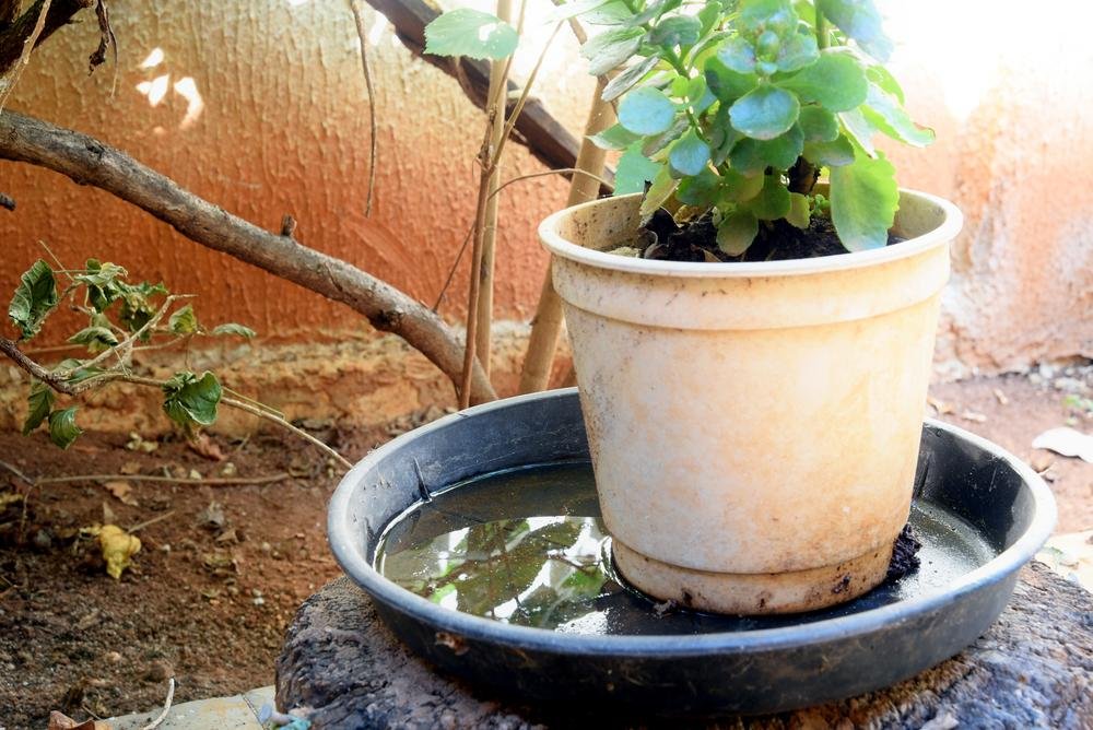 Evitar água parada em vasos é uma das formas de prevenção da dengue.