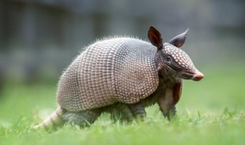 Hanseníase de tatus pode ajudar a regenerar o fígado humano; entenda