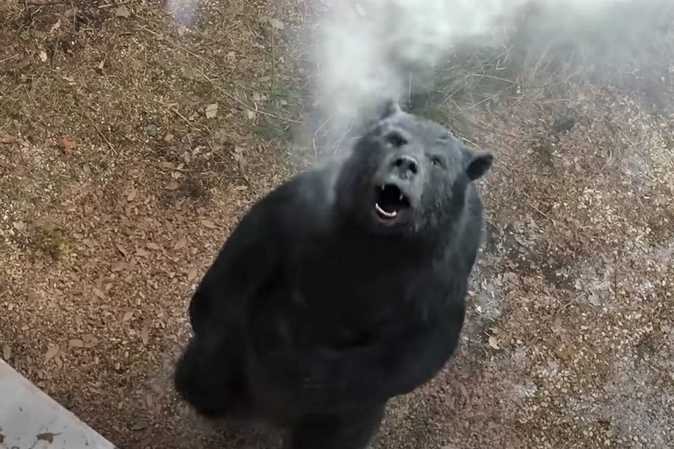 Cocaine Bear: urso drogado aterroriza pessoas em trailer de filme