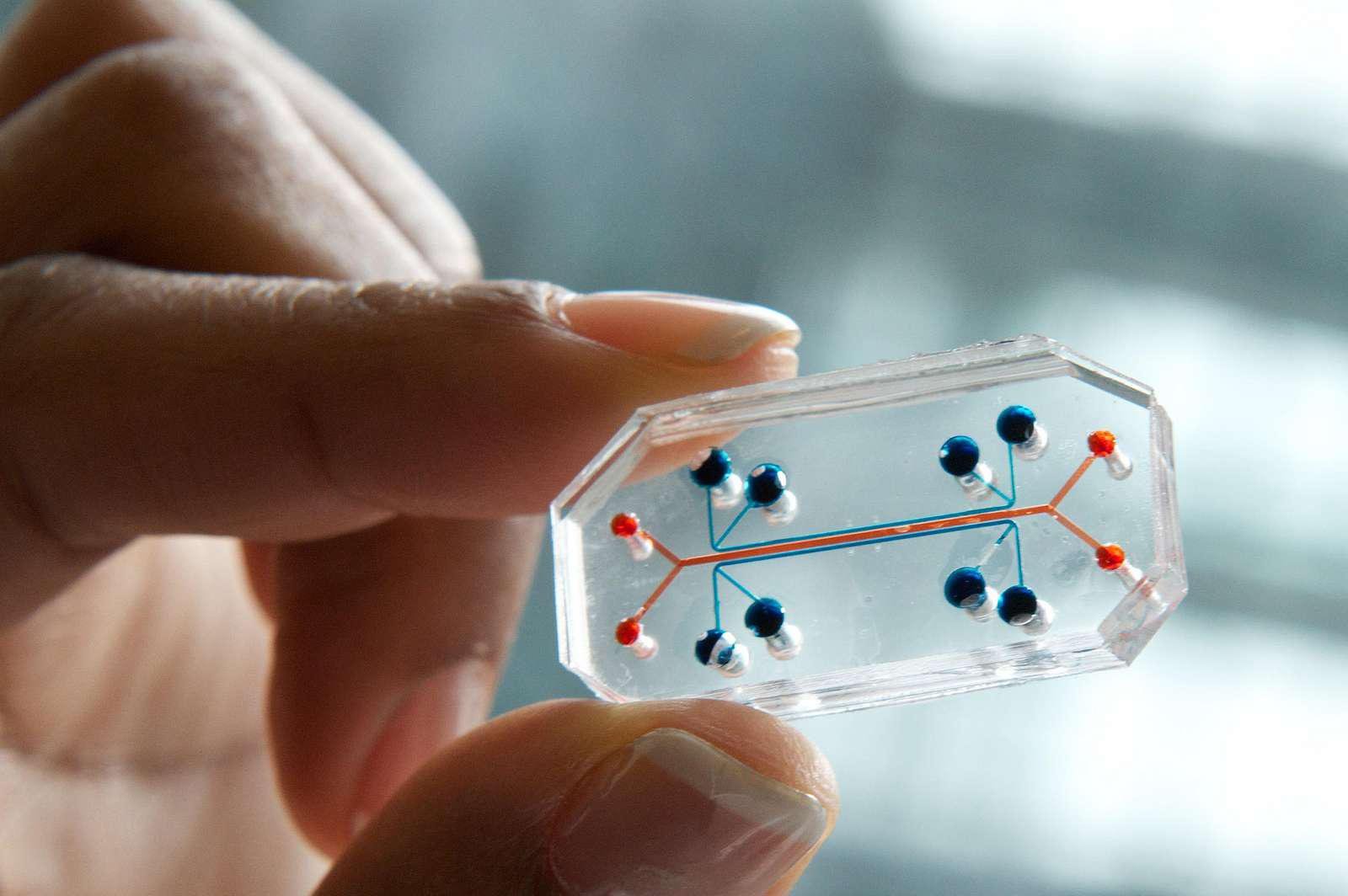 Esses chips especiais reproduzem órgãos humanos de forma 3D, e são boas aproximações para a realização de estudos e testes.