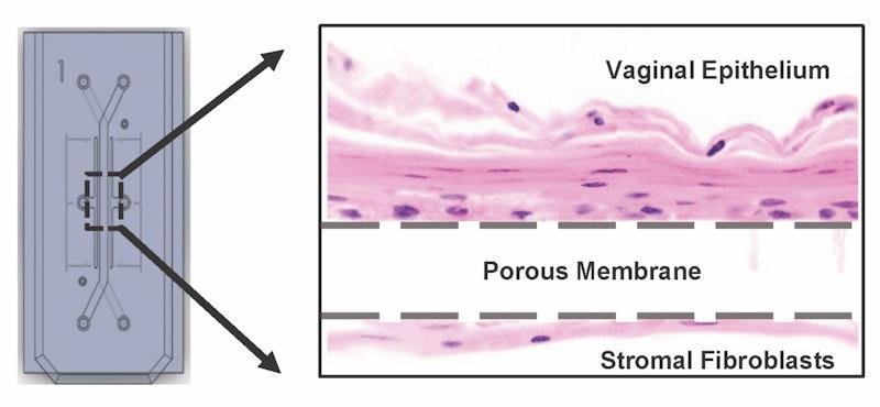 Modelo do microbioma vaginal dentro do chip.