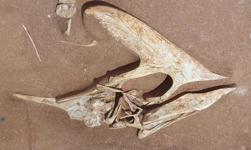 Fósseis do crânio do Caiuajara dobruskii, encontrado no Cemitério dos Pterossauros