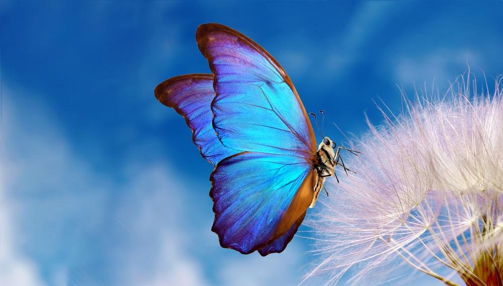Traçando um paralelo de fragilidade, as borboletas foram escolhidas como símbolo, pois assim como asas do animal, a pele de pessoas com EB são muito sensíveis
