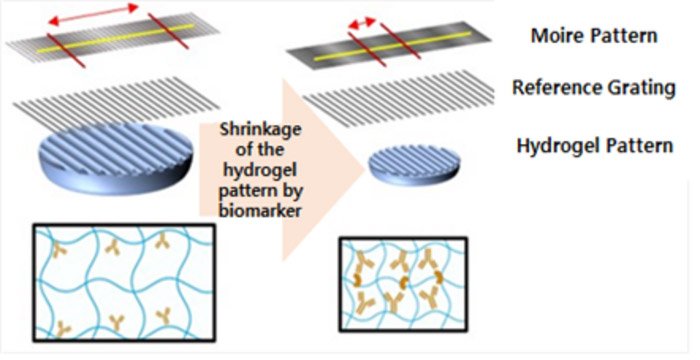 O padrão do hidrogel reagirá ao biomarcador alvo, relacionado ao Alzheimer, e se contrairá. Assim, o sensor detectará as alterações usando o padrão moiré.