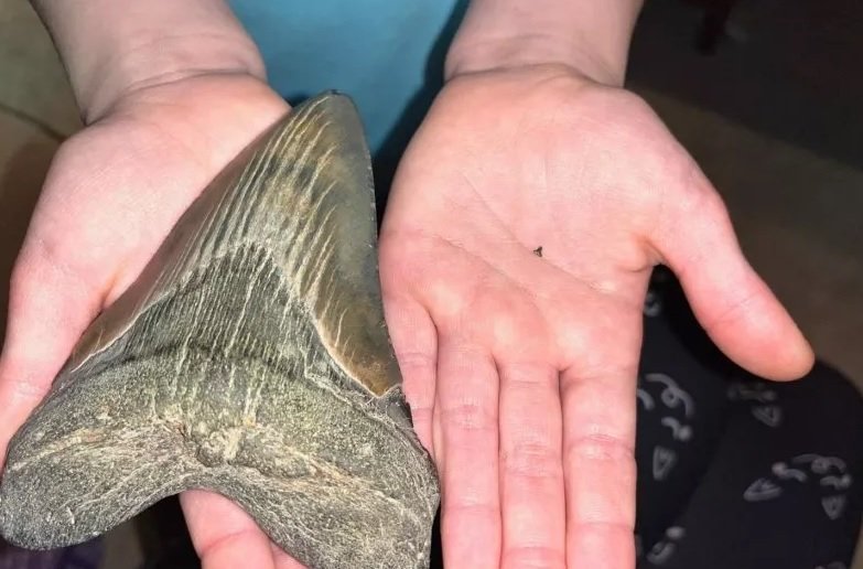 O dente fossilizado do extinto tubarão foi encontrado em bom estado de conservação e é um dos maiores já descobertos