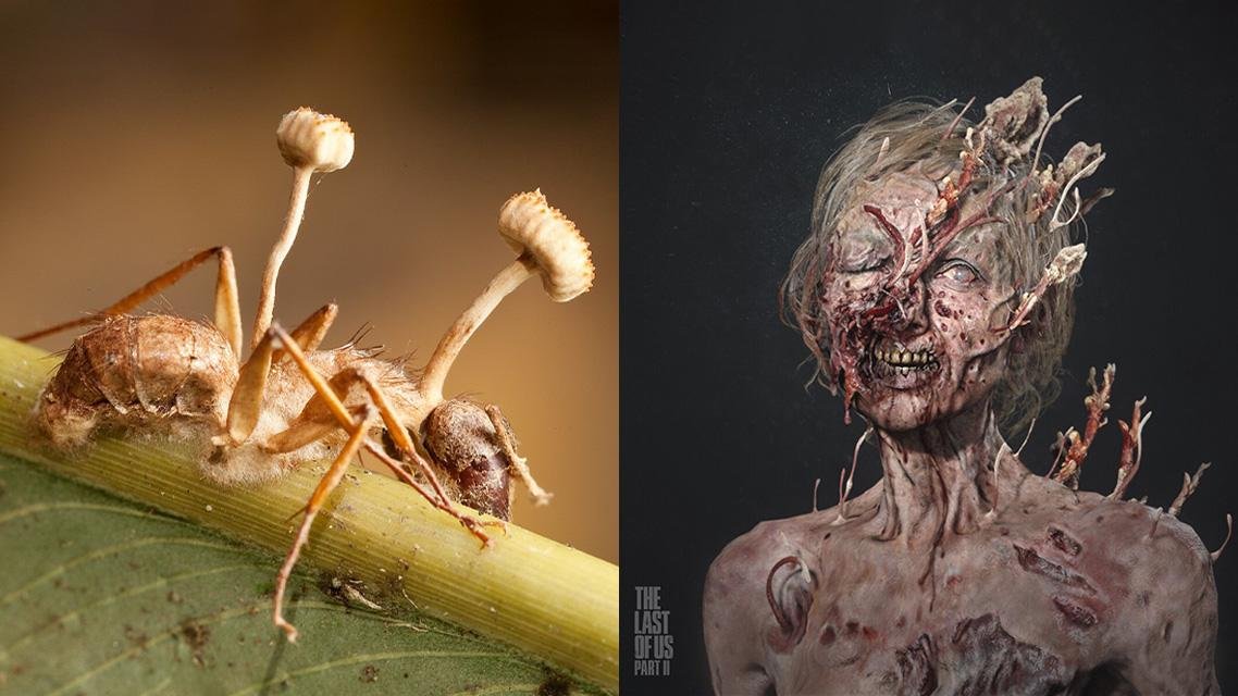 Fungo zumbi da série The Last of Us existe e pode ser encontrado