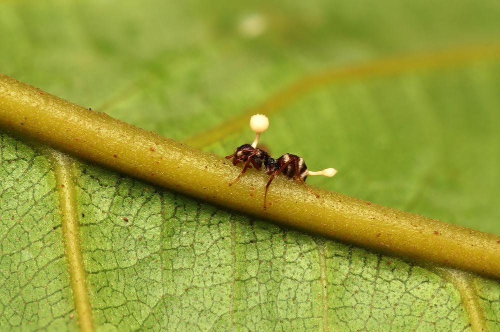 O Cordyceps é um fungo parasita que também está presente em florestas tropicais em todo o mundo, inclusive no Brasil.