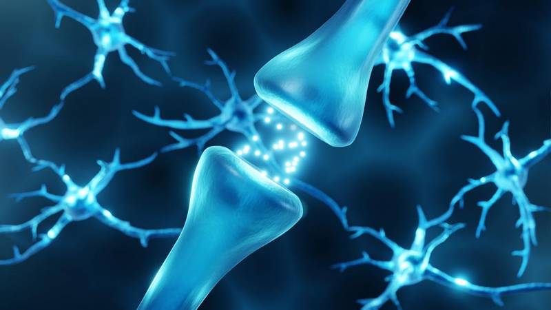 Conexão entre neurônios (Fonte: Shutterstock)