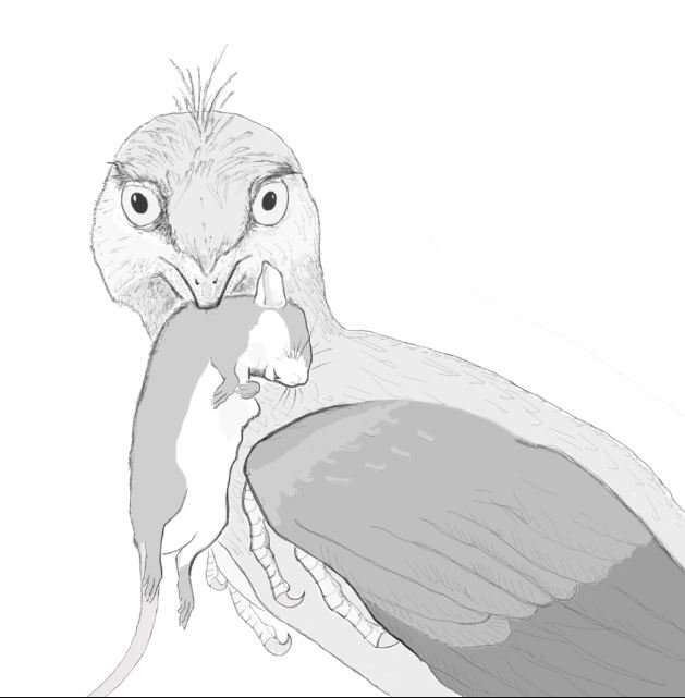 Desenho de um Microraptor; além de ajudar a entender mais sobre os dinossauros, a informação também pode ajudar a descobrir como alguns deles evoluíram para os pássaros dos dias atuais.