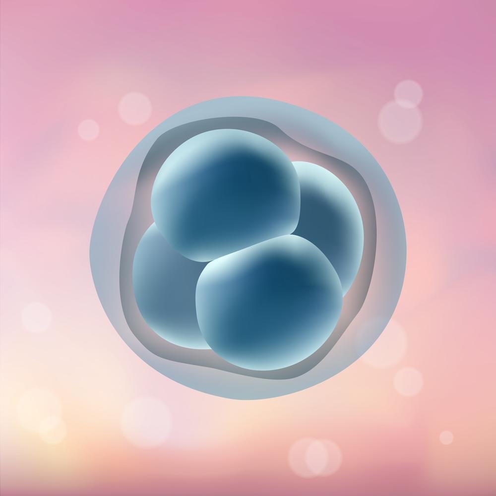 Na FIV a transferência para o útero ocorre somente após as células formarem embriões.