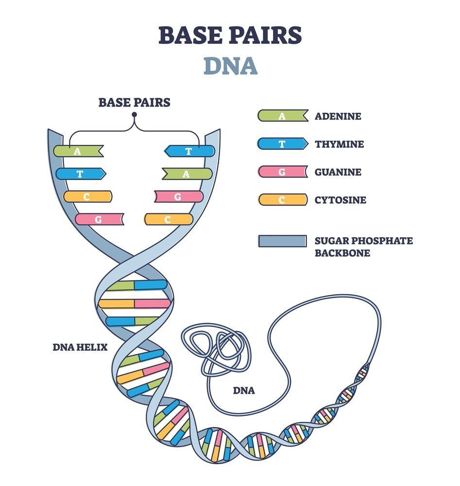 As bases irão sempre se ligar a sua correspondente na outra fita de DNA, formando pares A-T e G-C.