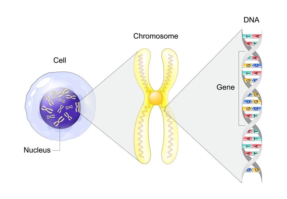 A células e a receita genética.