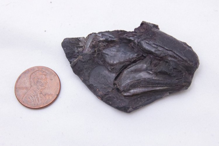 Cérebro fossilizado do Coccocephalus wildi de 319 milhões de anos