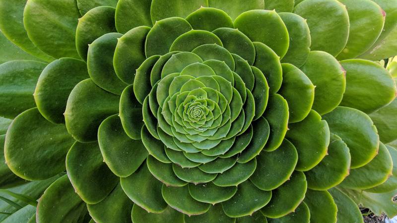 Fractais, como esse encontrado na natureza, são consequências diretas da teoria do caos (Fonte: Unplash/Martin Rancourt)