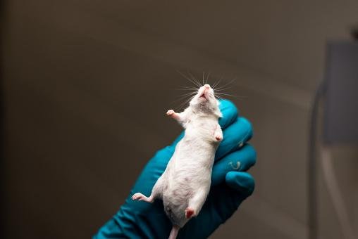 Com a decisão, animais como os camundongos não poderão mais ser usados em testes de cosméticos